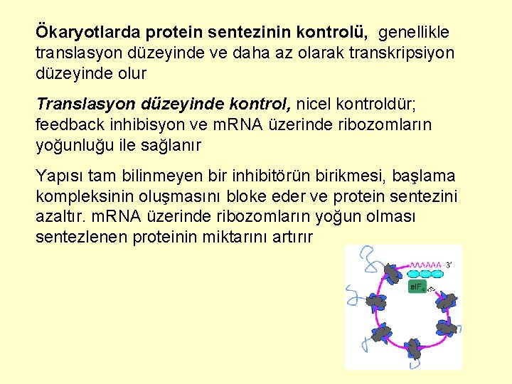 Ökaryotlarda protein sentezinin kontrolü, genellikle translasyon düzeyinde ve daha az olarak transkripsiyon düzeyinde olur