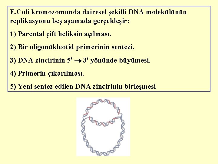 E. Coli kromozomunda dairesel şekilli DNA molekülünün replikasyonu beş aşamada gerçekleşir: 1) Parental çift
