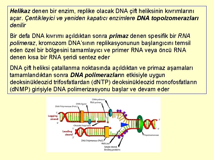 Helikaz denen bir enzim, replike olacak DNA çift heliksinin kıvrımlarını açar. Çentikleyici ve yeniden