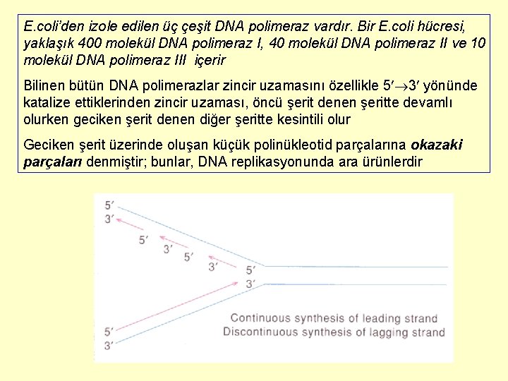 E. coli’den izole edilen üç çeşit DNA polimeraz vardır. Bir E. coli hücresi, yaklaşık