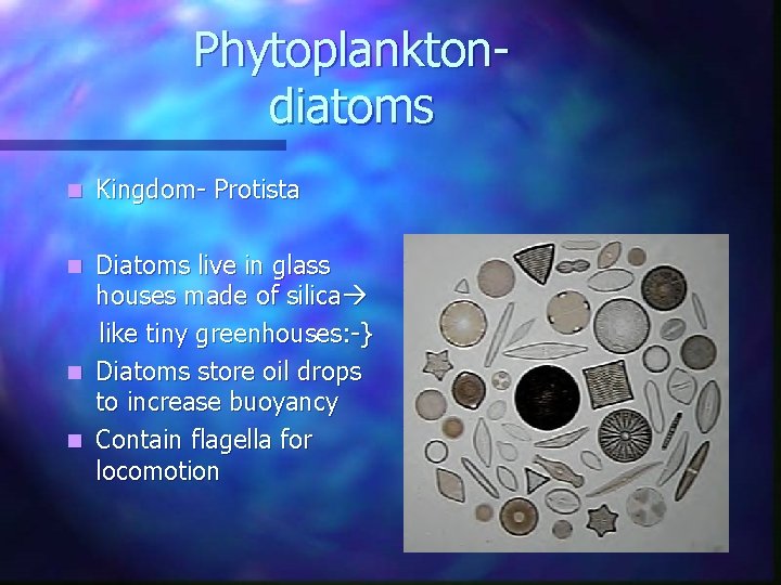 Phytoplanktondiatoms n Kingdom- Protista Diatoms live in glass houses made of silica like tiny Phytoplanktondiatoms n Kingdom- Protista Diatoms live in glass houses made of silica like tiny