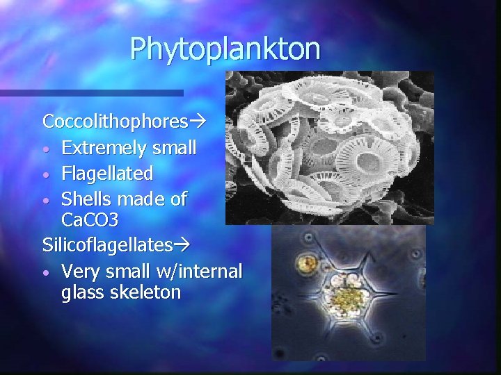 Phytoplankton Coccolithophores • Extremely small • Flagellated • Shells made of Ca. CO 3 Phytoplankton Coccolithophores • Extremely small • Flagellated • Shells made of Ca. CO 3