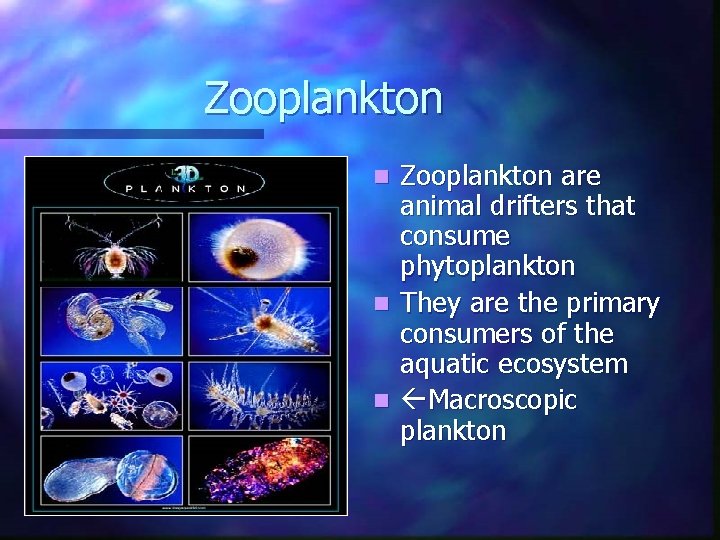 Zooplankton are animal drifters that consume phytoplankton n They are the primary consumers of Zooplankton are animal drifters that consume phytoplankton n They are the primary consumers of