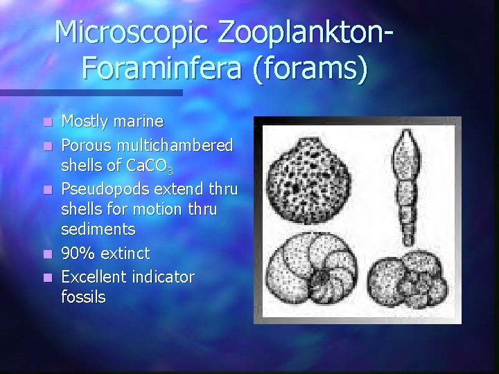 Microscopic Zooplankton. Foraminfera (forams) n n n Mostly marine Porous multichambered shells of Ca. Microscopic Zooplankton. Foraminfera (forams) n n n Mostly marine Porous multichambered shells of Ca.