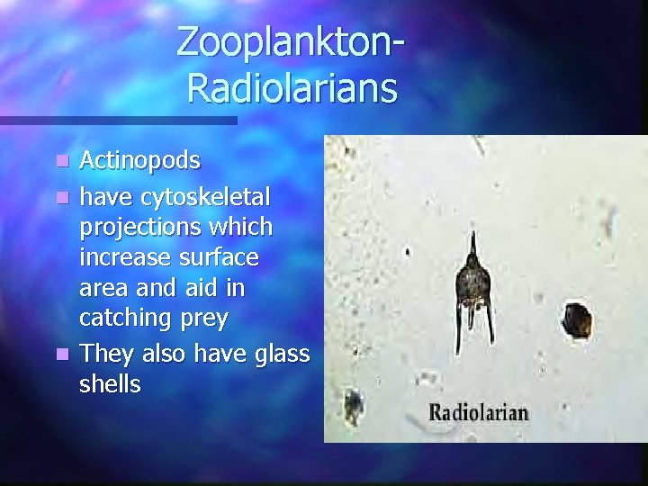 Zooplankton. Radiolarians Actinopods n have cytoskeletal projections which increase surface area and aid in Zooplankton. Radiolarians Actinopods n have cytoskeletal projections which increase surface area and aid in