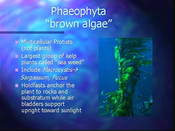 Phaeophyta “brown algae” Multicellular Protists (not plants) n Largest group of kelp plants called Phaeophyta “brown algae” Multicellular Protists (not plants) n Largest group of kelp plants called