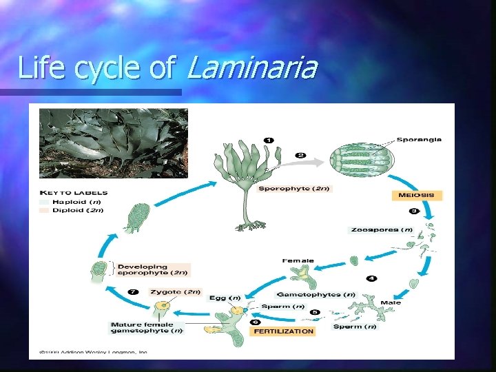 Life cycle of Laminaria Life cycle of Laminaria
