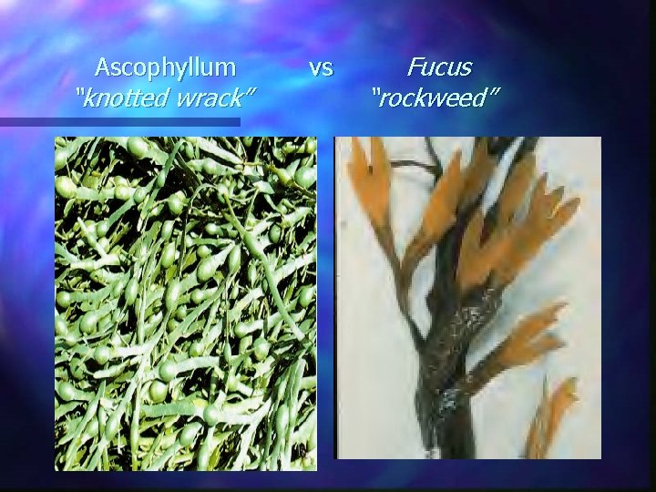 Ascophyllum “knotted wrack” vs Fucus “rockweed” Ascophyllum “knotted wrack” vs Fucus “rockweed”