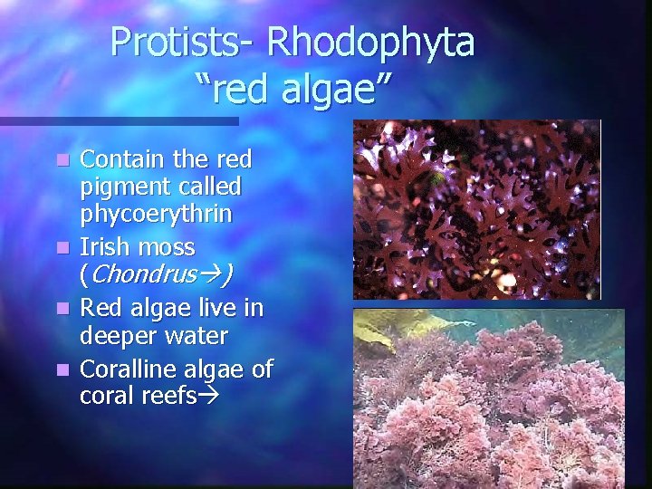 Protists- Rhodophyta “red algae” Contain the red pigment called phycoerythrin n Irish moss (Chondrus Protists- Rhodophyta “red algae” Contain the red pigment called phycoerythrin n Irish moss (Chondrus