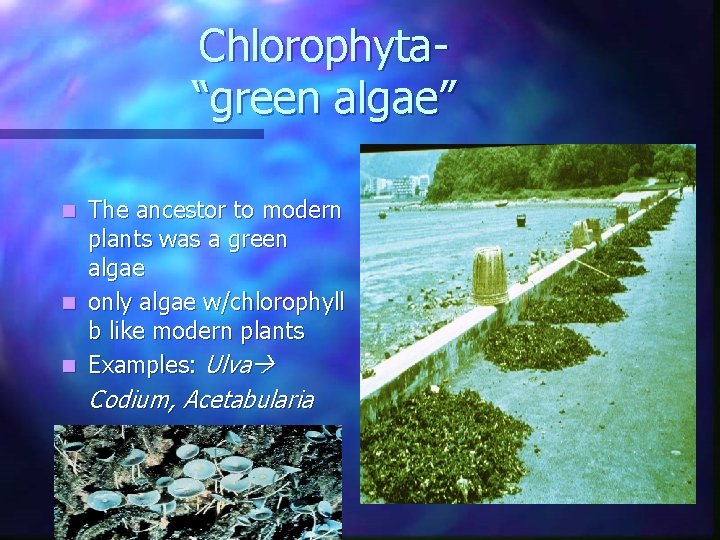 Chlorophyta“green algae” The ancestor to modern plants was a green algae n only algae Chlorophyta“green algae” The ancestor to modern plants was a green algae n only algae