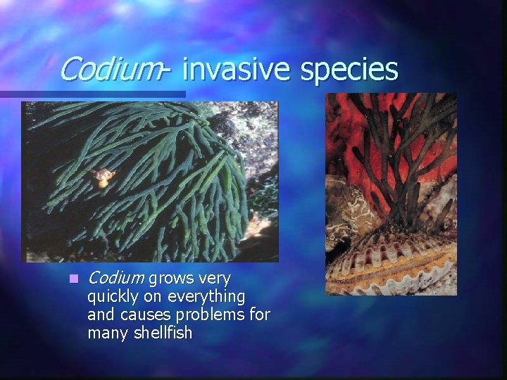 Codium- invasive species n Codium grows very quickly on everything and causes problems for Codium- invasive species n Codium grows very quickly on everything and causes problems for