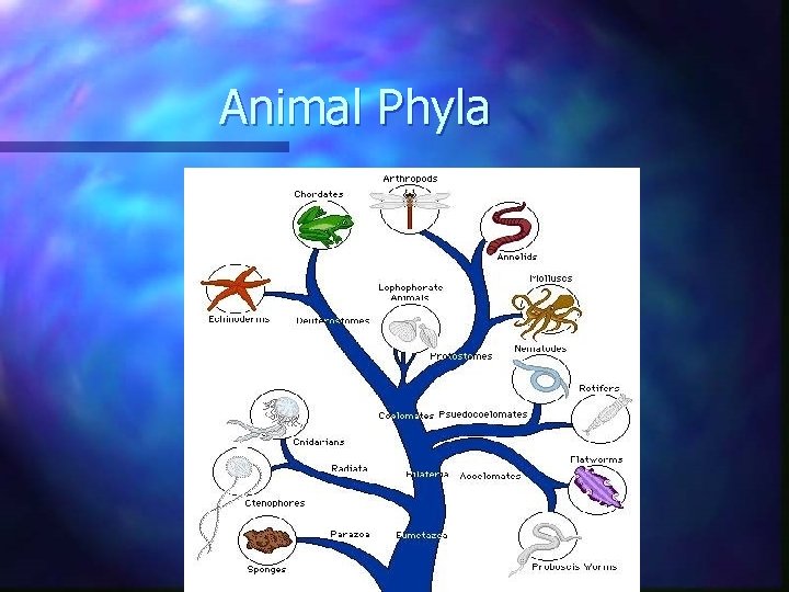 Animal Phyla Animal Phyla