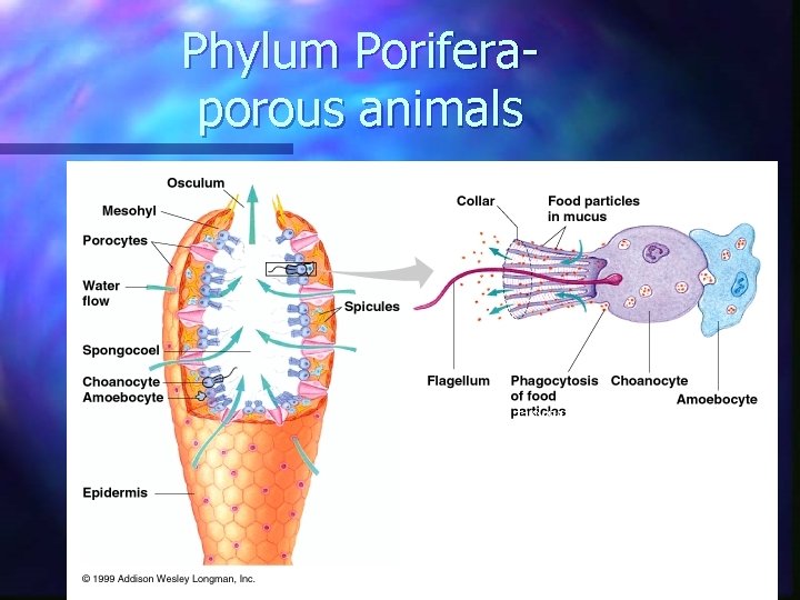 Phylum Poriferaporous animals Lack true tissues (Parazoa) Lack symmetery Filter feeders that digest intracellularly Phylum Poriferaporous animals Lack true tissues (Parazoa) Lack symmetery Filter feeders that digest intracellularly