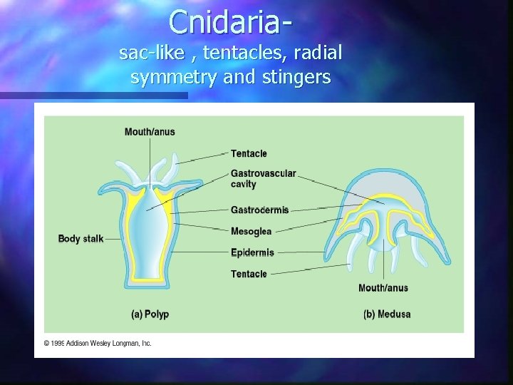 Cnidaria- sac-like , tentacles, radial symmetry and stingers Cnidaria- sac-like , tentacles, radial symmetry and stingers