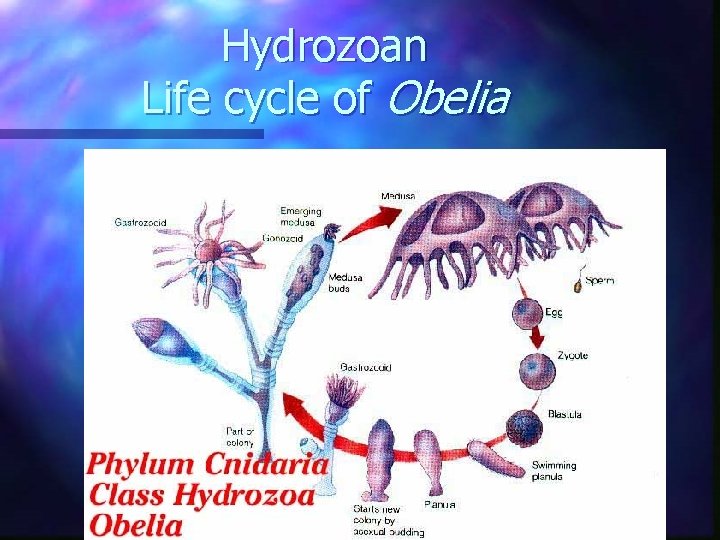 Hydrozoan Life cycle of Obelia Hydrozoan Life cycle of Obelia
