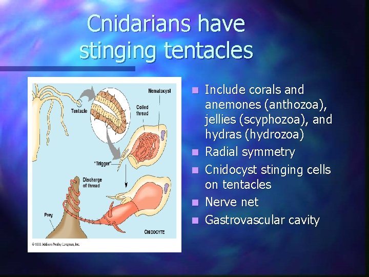 Cnidarians have stinging tentacles n n n Include corals and anemones (anthozoa), jellies (scyphozoa), Cnidarians have stinging tentacles n n n Include corals and anemones (anthozoa), jellies (scyphozoa),