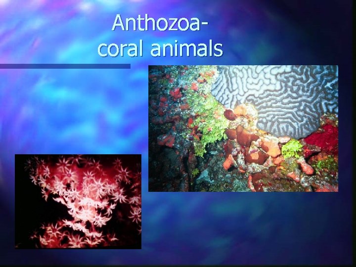 Anthozoacoral animals Anthozoacoral animals