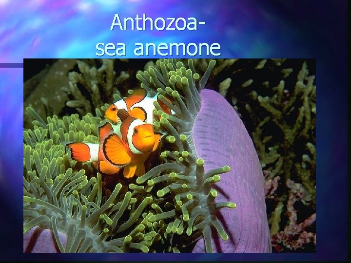 Anthozoasea anemone Anthozoasea anemone
