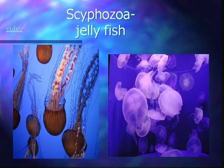 video Scyphozoajelly fish video Scyphozoajelly fish