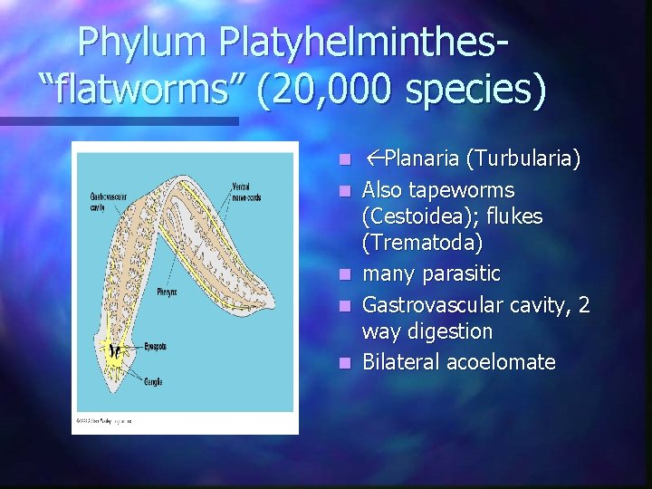 Phylum Platyhelminthes“flatworms” (20, 000 species) n Planaria (Turbularia) Also tapeworms (Cestoidea); flukes (Trematoda) n Phylum Platyhelminthes“flatworms” (20, 000 species) n Planaria (Turbularia) Also tapeworms (Cestoidea); flukes (Trematoda) n