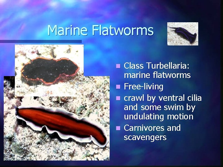 Marine Flatworms n n Class Turbellaria: marine flatworms Free-living crawl by ventral cilia and Marine Flatworms n n Class Turbellaria: marine flatworms Free-living crawl by ventral cilia and
