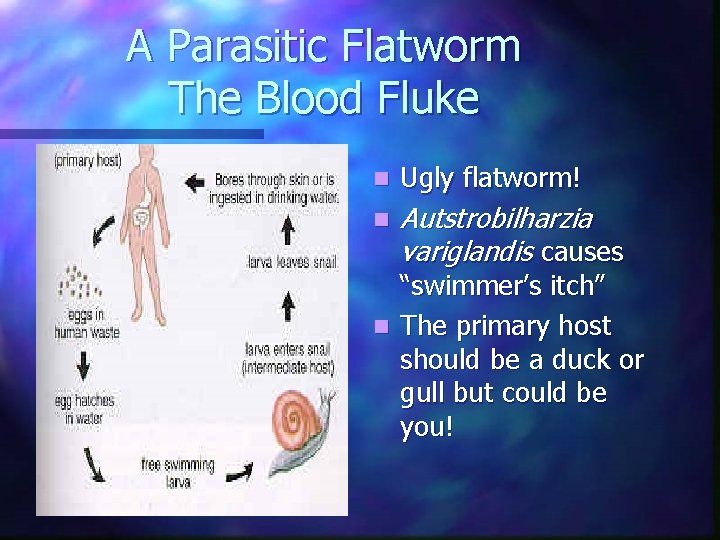 A Parasitic Flatworm The Blood Fluke n Ugly flatworm! n Autstrobilharzia variglandis causes “swimmer’s A Parasitic Flatworm The Blood Fluke n Ugly flatworm! n Autstrobilharzia variglandis causes “swimmer’s