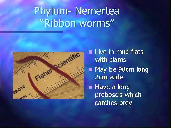 Phylum- Nemertea “Ribbon worms” Live in mud flats with clams n May be 90 Phylum- Nemertea “Ribbon worms” Live in mud flats with clams n May be 90