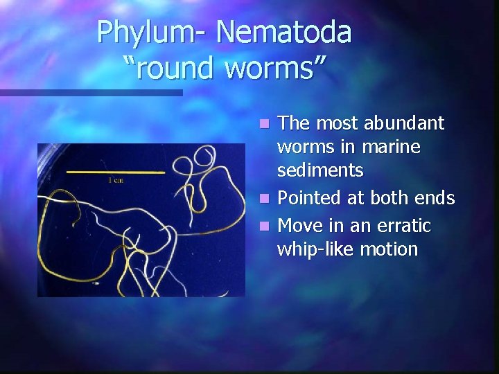 Phylum- Nematoda “round worms” The most abundant worms in marine sediments n Pointed at Phylum- Nematoda “round worms” The most abundant worms in marine sediments n Pointed at