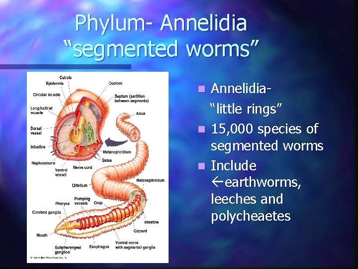 Phylum- Annelidia “segmented worms” Annelidia“little rings” n 15, 000 species of segmented worms n Phylum- Annelidia “segmented worms” Annelidia“little rings” n 15, 000 species of segmented worms n