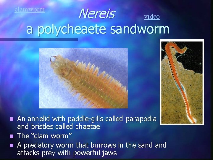 clamworm Nereis video a polycheaete sandworm An annelid with paddle-gills called parapodia and bristles clamworm Nereis video a polycheaete sandworm An annelid with paddle-gills called parapodia and bristles