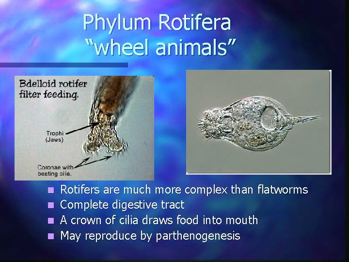 Phylum Rotifera “wheel animals” n n n 1800 species Rotifers are much more complex Phylum Rotifera “wheel animals” n n n 1800 species Rotifers are much more complex