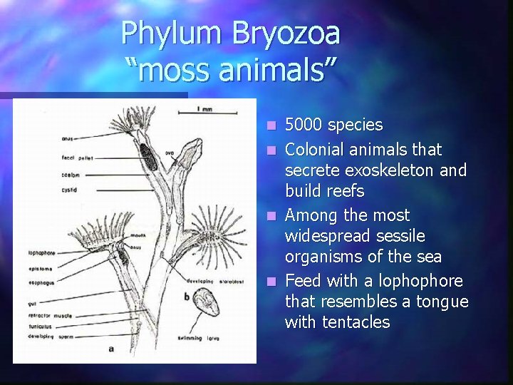 Phylum Bryozoa “moss animals” 5000 species n Colonial animals that secrete exoskeleton and build Phylum Bryozoa “moss animals” 5000 species n Colonial animals that secrete exoskeleton and build