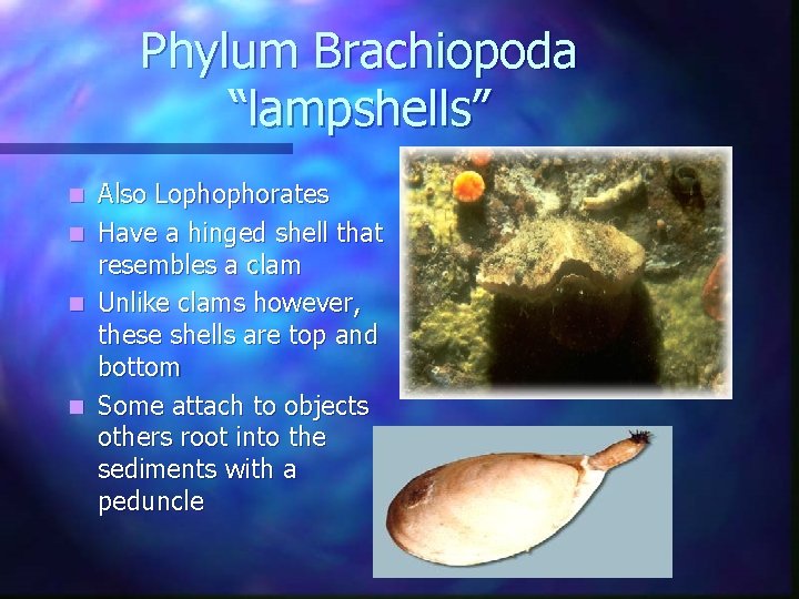 Phylum Brachiopoda “lampshells” Also Lophophorates n Have a hinged shell that resembles a clam Phylum Brachiopoda “lampshells” Also Lophophorates n Have a hinged shell that resembles a clam