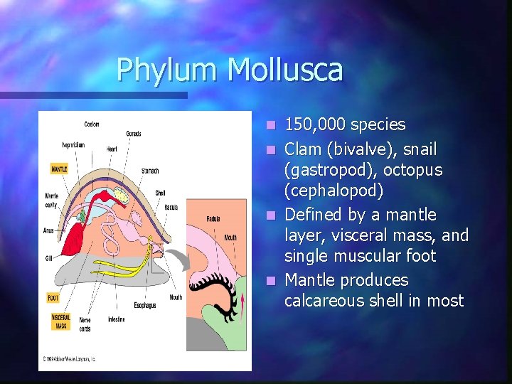 Phylum Mollusca 150, 000 species n Clam (bivalve), snail (gastropod), octopus (cephalopod) n Defined Phylum Mollusca 150, 000 species n Clam (bivalve), snail (gastropod), octopus (cephalopod) n Defined