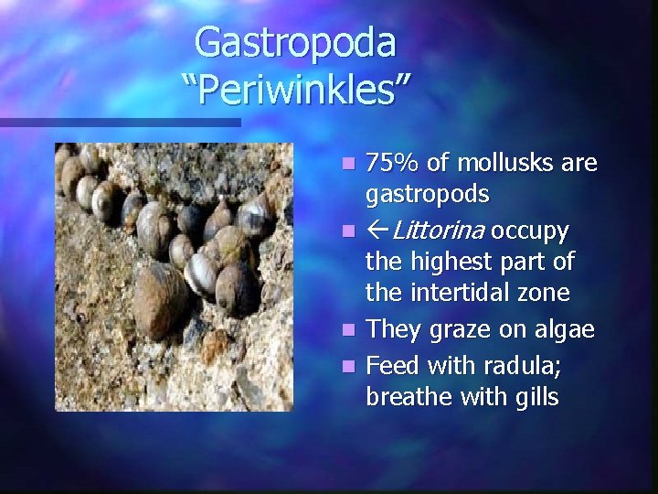 Gastropoda “Periwinkles” 75% of mollusks are gastropods n Littorina occupy the highest part of Gastropoda “Periwinkles” 75% of mollusks are gastropods n Littorina occupy the highest part of