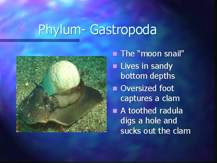 Phylum- Gastropoda n n The “moon snail” Lives in sandy bottom depths Oversized foot Phylum- Gastropoda n n The “moon snail” Lives in sandy bottom depths Oversized foot