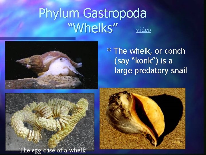 Phylum Gastropoda “Whelks” video * The whelk, or conch (say “konk”) is a large Phylum Gastropoda “Whelks” video * The whelk, or conch (say “konk”) is a large