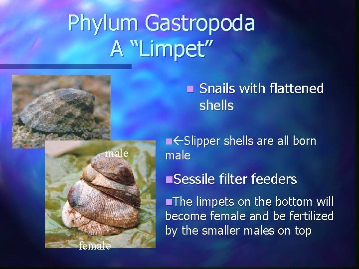 Phylum Gastropoda A “Limpet” n male Snails with flattened shells n Slipper male n. Phylum Gastropoda A “Limpet” n male Snails with flattened shells n Slipper male n.