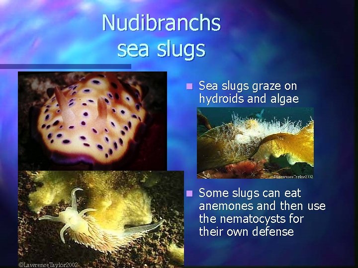 Nudibranchs sea slugs n Sea slugs graze on hydroids and algae n Some slugs Nudibranchs sea slugs n Sea slugs graze on hydroids and algae n Some slugs