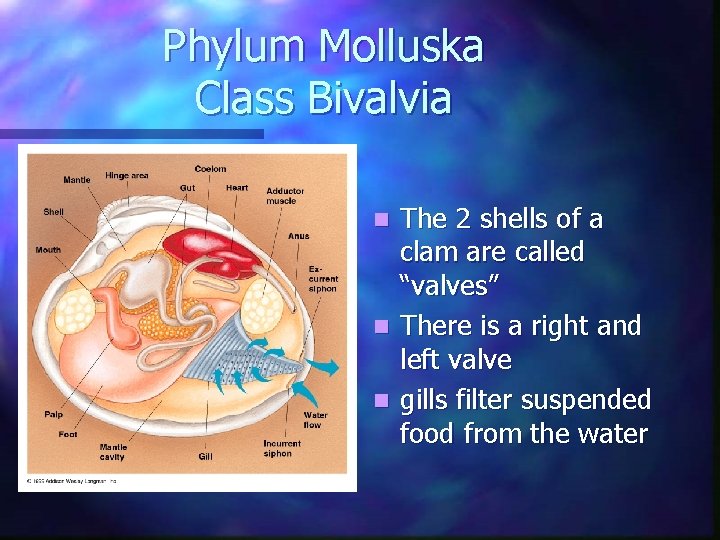 Phylum Molluska Class Bivalvia The 2 shells of a clam are called “valves” n Phylum Molluska Class Bivalvia The 2 shells of a clam are called “valves” n
