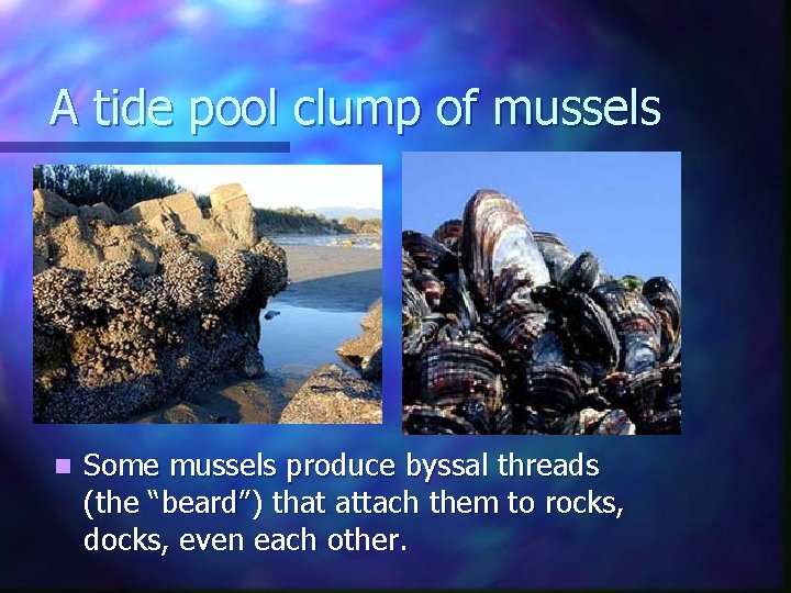 A tide pool clump of mussels n Some mussels produce byssal threads (the “beard”) A tide pool clump of mussels n Some mussels produce byssal threads (the “beard”)