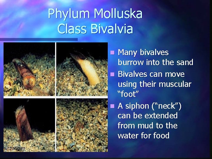 Phylum Molluska Class Bivalvia Many bivalves burrow into the sand n Bivalves can move Phylum Molluska Class Bivalvia Many bivalves burrow into the sand n Bivalves can move