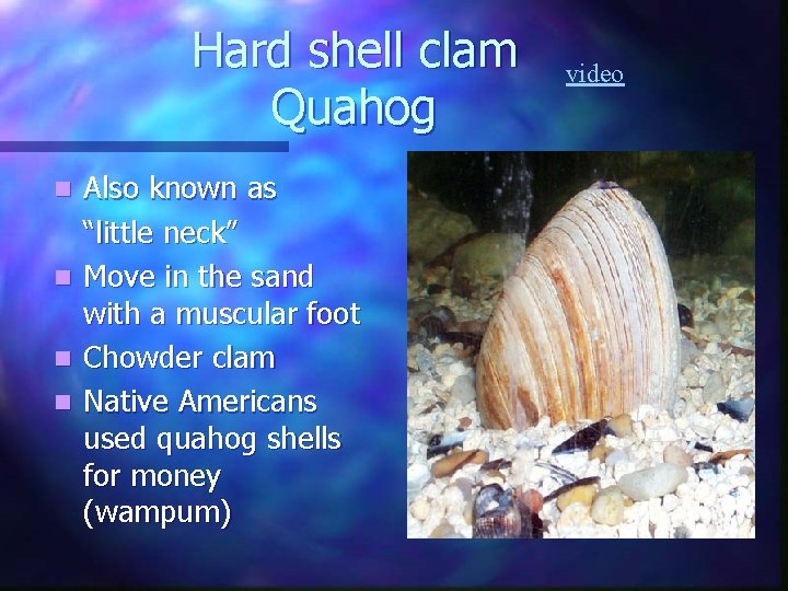 Hard shell clam Quahog Also known as “little neck” n Move in the sand Hard shell clam Quahog Also known as “little neck” n Move in the sand