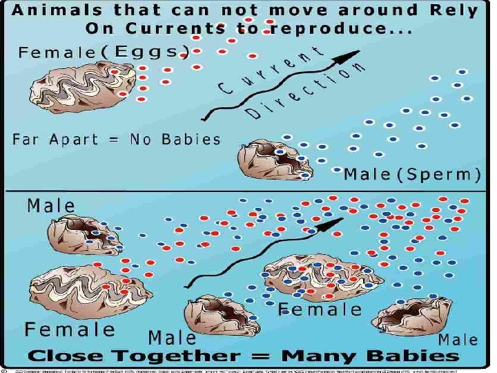 Life cycle of a Quahog Life cycle of a Quahog