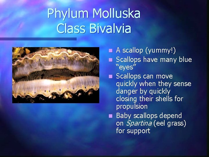 Phylum Molluska Class Bivalvia A scallop (yummy!) n Scallops have many blue “eyes” n Phylum Molluska Class Bivalvia A scallop (yummy!) n Scallops have many blue “eyes” n