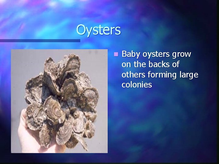 Oysters n Baby oysters grow on the backs of others forming large colonies Oysters n Baby oysters grow on the backs of others forming large colonies
