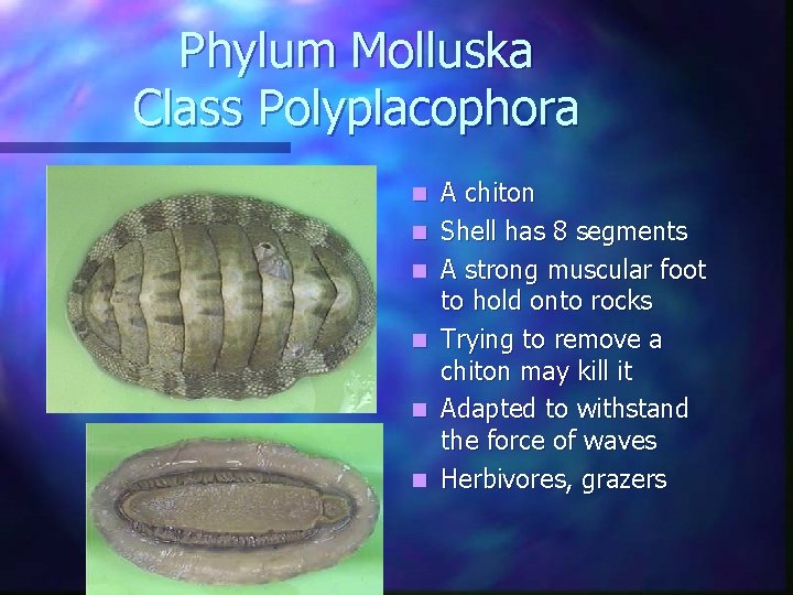 Phylum Molluska Class Polyplacophora n n n A chiton Shell has 8 segments A Phylum Molluska Class Polyplacophora n n n A chiton Shell has 8 segments A