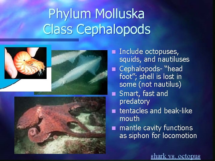 Phylum Molluska Class Cephalopods n n n Include octopuses, squids, and nautiluses Cephalopods- “head Phylum Molluska Class Cephalopods n n n Include octopuses, squids, and nautiluses Cephalopods- “head