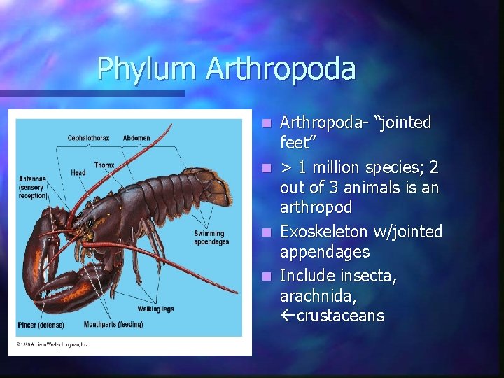Phylum Arthropoda- “jointed feet” n > 1 million species; 2 out of 3 animals Phylum Arthropoda- “jointed feet” n > 1 million species; 2 out of 3 animals