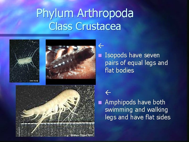Phylum Arthropoda Class Crustacea n Isopods have seven pairs of equal legs and flat Phylum Arthropoda Class Crustacea n Isopods have seven pairs of equal legs and flat